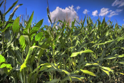 Corn field with blue sky