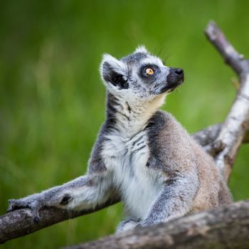 Lemur kata (Lemur catta)