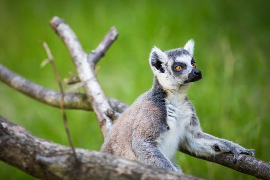 Lemur kata (Lemur catta)