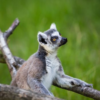 Lemur kata (Lemur catta)