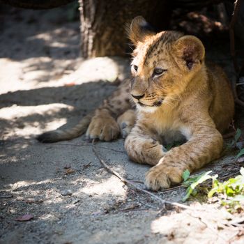 Cute lion cub