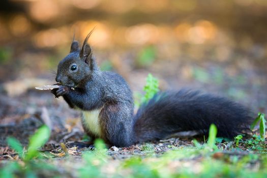 Closeup of a red squirrel (Sciurus vulgaris)