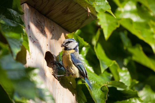 Blue tit (Cyanistes caeruleus) by a nesting box