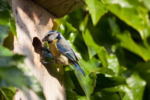 Blue tit (Cyanistes caeruleus) by a nesting box