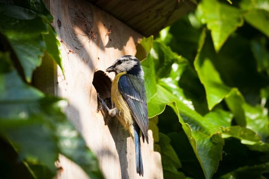 Blue tit (Cyanistes caeruleus) by a nesting box