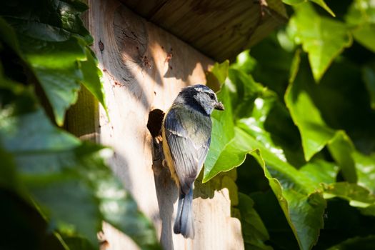 Blue tit (Cyanistes caeruleus) by a nesting box