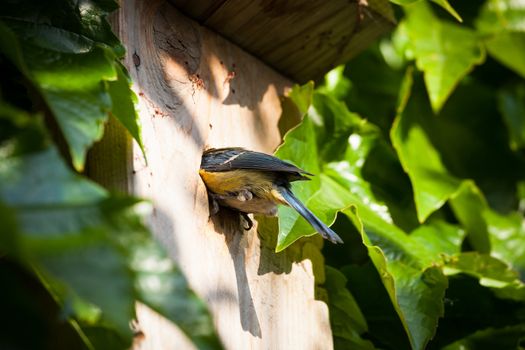 Blue tit (Cyanistes caeruleus) by a nesting box