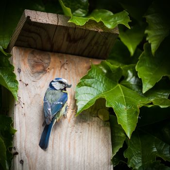Blue tit (Cyanistes caeruleus) by a nesting box