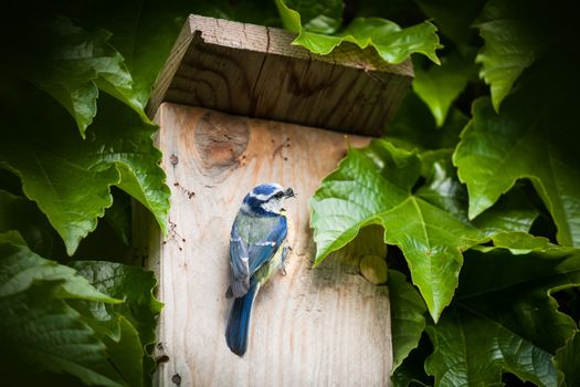 Blue tit (Cyanistes caeruleus) by a nesting box