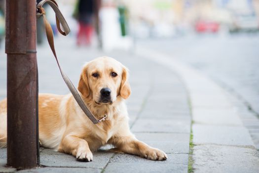 Cute dog waiting patiently for his master on a city street