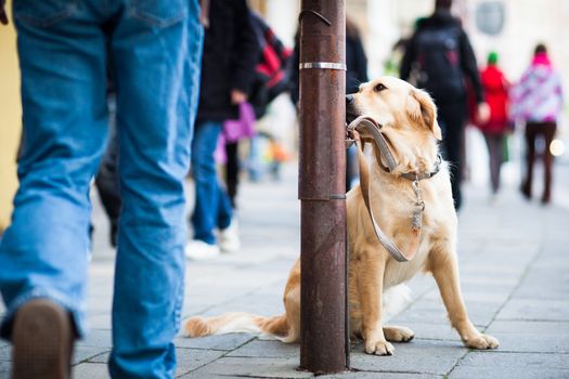 Cute dog waiting patiently for his master on a city street