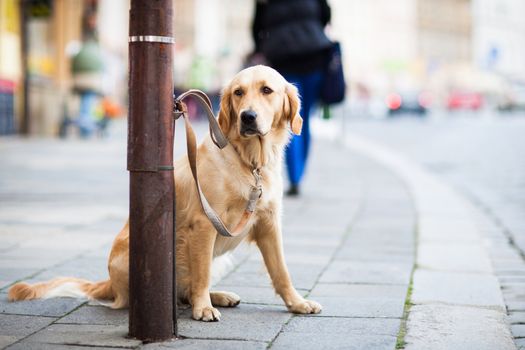 Cute dog waiting patiently for his master on a city street