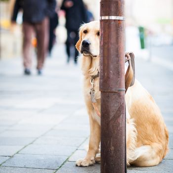 Cute dog waiting patiently for his master on a city street