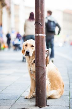 Cute dog waiting patiently for his master on a city street