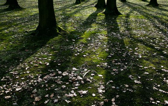 Low early spring setting sun in a forest casting long shadows