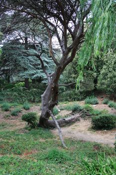 Nice old tree in park or forest at summer time