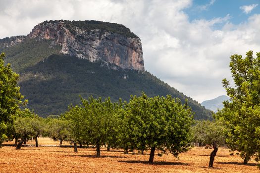 Image of a mediteraneean trees orchad in front of the mountain Puig d'Alaro,near the Alaro town in Mallorca in Balearic Islands, Spain.