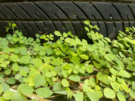 Pattern of old tyre above small plant on ground