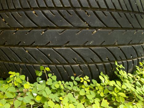 Pattern of old tyre above small plant on ground