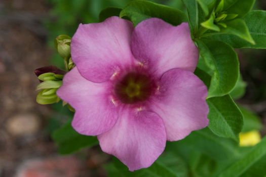 Allamanda Flower
