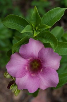 Allamanda Flower