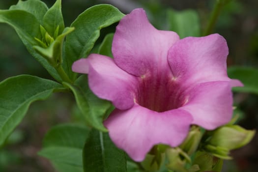 Allamanda Flower