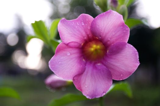 Allamanda Flower