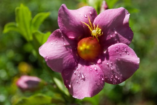 Spider on Allamanda Flower