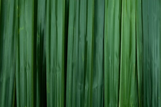 Green leaves background