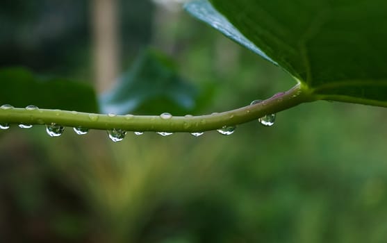 Water Droplets