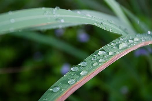 Water Droplets on Green Leaf