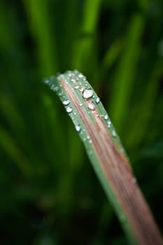 Water Droplets on Green Leaf