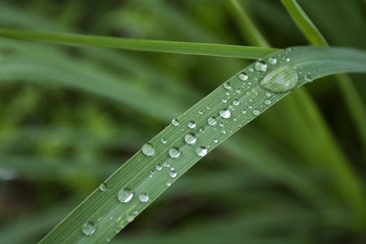 Water Droplets on Green Leaf