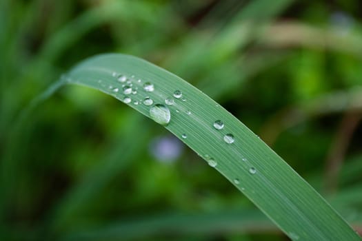 Water Droplets on Green Leaf