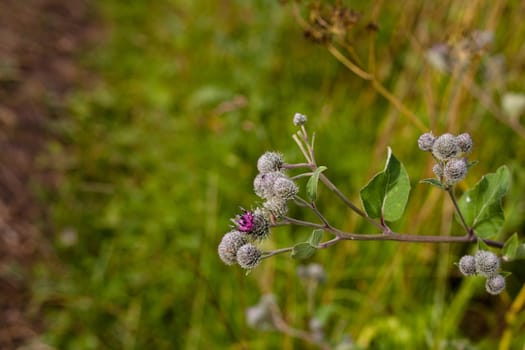 An agrimony and grass in front of summer field
