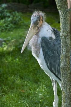 Marabou Stork (Leptoptilos crumeniferus), large wading bird in the stork family Ciconiidae which breeds in Africa.