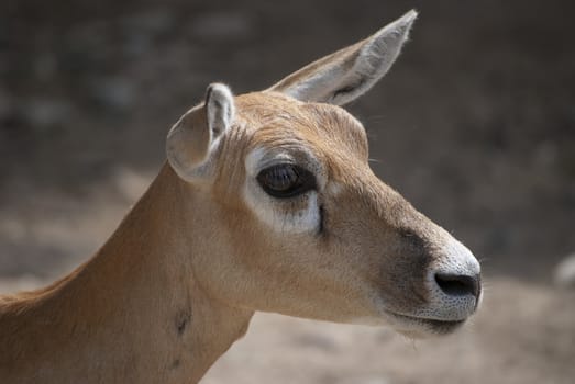 Female blackbuck, (Antilope cervicapra), antelope species native to the Indian Subcontinent.