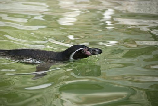 Humboldt Penguin (Spheniscus humboldti), or Peruvian Penguin, or Patranca, a South American penguin, that breeds in coastal Peru and Chile.