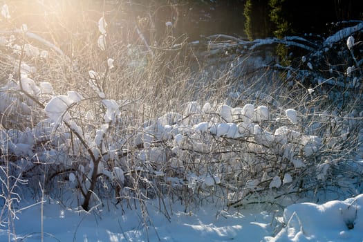 A bare branches in a snow in winter forest
