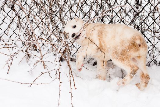 A white central asian puppy standmg in snow near a border
