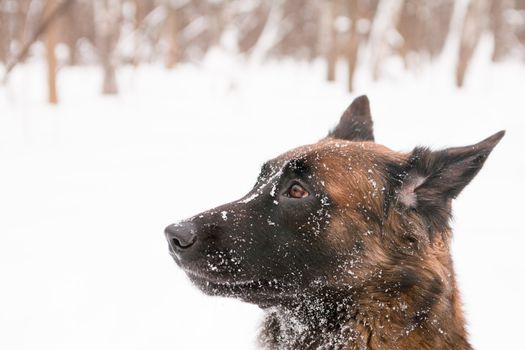 A portrait of belgian shepherds in snow
