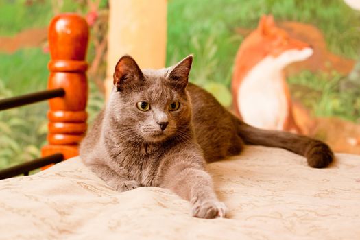 A gray cat lying on a bed in front of image
