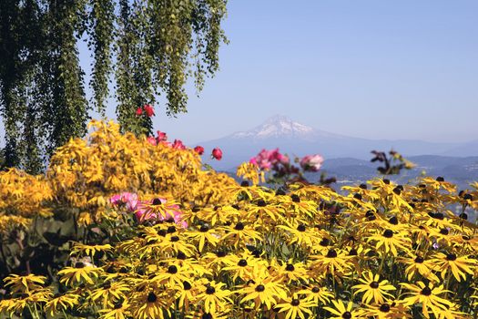 Mount Hood View in Oregon with Flowers and Tree in the Park