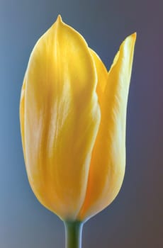 A yellow Tulip with blue  toned backdrop.