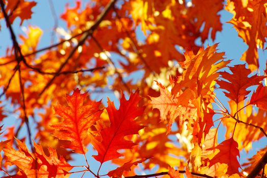 autumn leaves background in sunny day