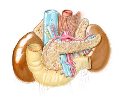anatomical illustration of abdomen and related organs