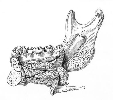 closeup of human jaw drawing with glands in black and white