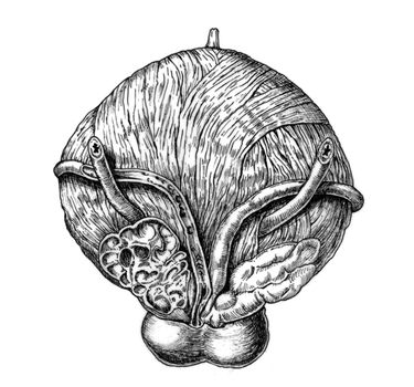 anatomical illustration of a bladder black and white cutout
