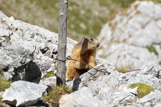 little marmot between rocks and fortification ruins, Italian Alps