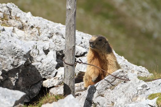 young marmot between rocks and fortification ruins, Italian Alps